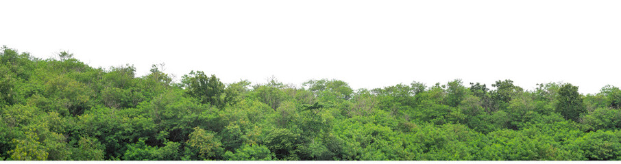 Green trees isolated are forest on transparent background.Forest and foliage in summer with cut path and alpha channel, high resolution.