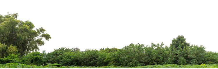 Green trees isolated are forest on transparent background.Forest and foliage in summer with cut path and alpha channel, high resolution.