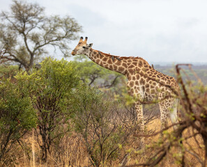 African giraffe, safari animal eating leaves from a tree at Chobe national park, Botswana, Africa