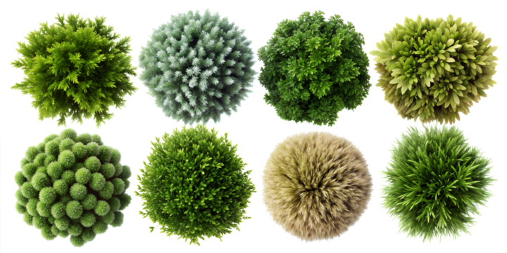 Set of Shrub Plants top view, Including Juniper, Cypress, Boxwood, and Ornamental Grasses, Featuring Various Textures and Shapes, Isolated on a White Background. PNG, Cutout, or Clipping Path