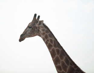 Giraffe isolated on white, Long neck safari animal at national park in Africa