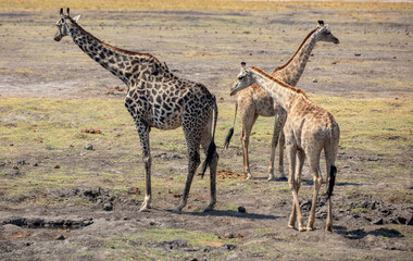 African giraffe family, long neck safari animals at Chobe national park, Botswana, Africa