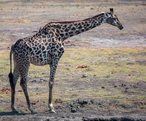 Giraffe, long neck safari animal at Chobe national park in Africa