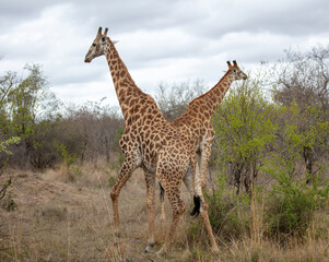 Giraffe, long neck safari animals grazing at Chobe national park in Botswana, Africa