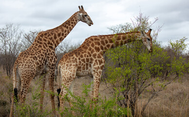 Giraffe, long neck safari animals grazing at Chobe national park in Botswana, Africa