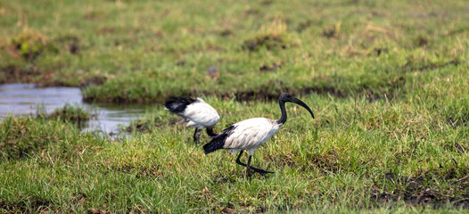 African sacred ibis walking on the grass, Two black and white birds, Chobe national Park, Botswana Africa