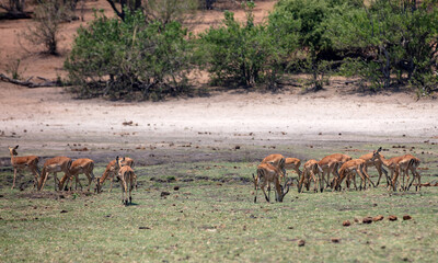 Impalas grazing grass. Wild animals at Chobe national Park, Botswana Africa