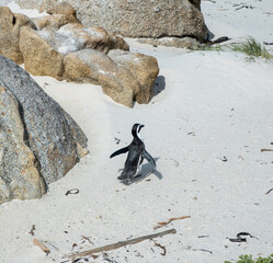 African penguin, also known as Cape penguin on a beach at South Africa