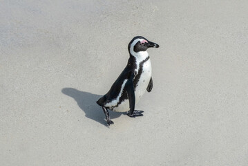 Fototapeta premium African penguin, also known as Cape penguin on a beach at South Africa