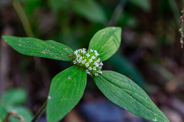 Botanical Beauty of Spermacoce Ocymoides