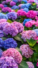 Beautiful Blooming Hydrangea Flowers in Pastel Colors