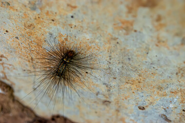 Hair Hairy Caterpillar