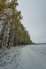 A snowy field with trees in the background