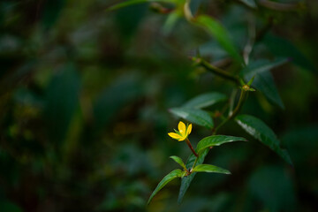 Vibrant Ludwigia hyssopifolia in full bloom, its golden beauty standing out against a lush green backdrop, captures the wild elegance of nature.