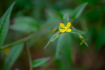 Golden blooms of Ludwigia hyssopifolia glisten with morning dew, showcasing nature's delicate beauty in the early light.