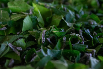 Group of Silkworm Larvae at Early Growth Stage (Day 4)