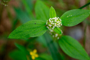 Spermacoce Ocymoides with a Ludwigia Hyssopifolia Backdrop