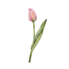 Hand drawn watercolor illustration Tulip flower. Vector, Isolated on white background.