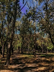 Fototapeta premium autumn in the park