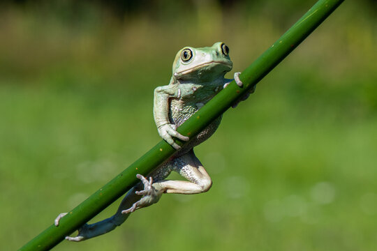 Dumpy frog (Litoria caerulea) perched on leaf.