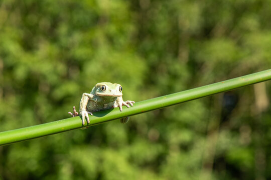 Dumpy frog (Litoria caerulea) perched on leaf.