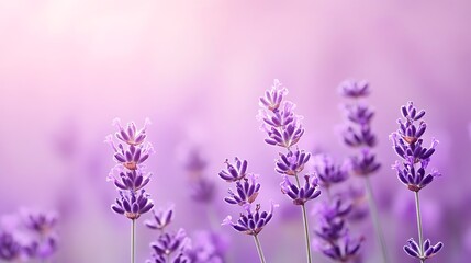 Obraz premium Soft lavender background with a smooth matte effect