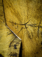Profile of a tree trunk after cutting