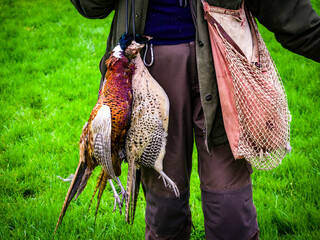 A brace of a hen and cock pheasants hanging from the belt of a picker-up on a driven shoot