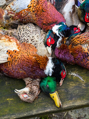 Shot hen pheasant, duck and cock pheasant group 