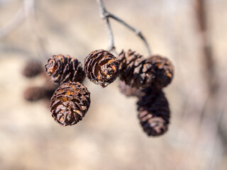 alder cones in spring