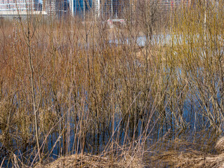 landscape with blooming willows in melt water