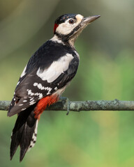 Birds - male Great spotted woodpecker - Dendrocopos major, woodpecker sitting on a tree trunk, autumn time in forest pond bird drinking water