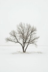 Fototapeta premium Bare tree in snowy field, winter.