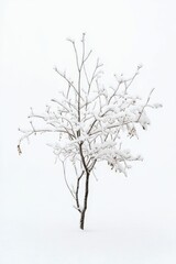 Snow-covered tree branches against a white background.