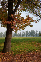 The Monza park at November