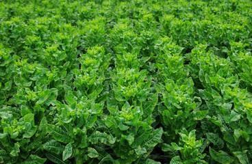 Green stem lettuce crops in garden