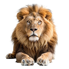 Naklejka premium Isolated Lion with Transparent Background, PNG Cutout Generative AI