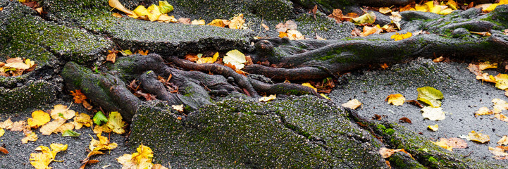 Close-up of thick tree roots breaking through asphalt with vibrant autumn leaves, showing nature persistence against man-made surfaces in an urban park setting