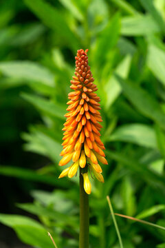 The flower of Kniphofia flamenco is orange-yellow.