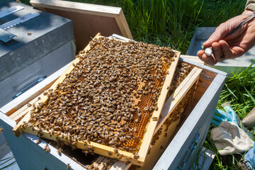 Apiculture - Gros plan sur un cadre de cire recouvert d'abeilles - identification et marquage de la reine