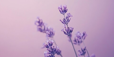 Obraz premium Light lavender background with a soft floral overlay.
