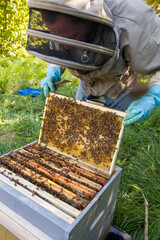 Apiculture - Apiculteur tenant un cadre de cire au dessus d'une ruche, lors d'une visite sanitaire et inspection du rucher