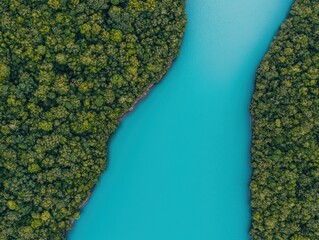 A tranquil river winding through a dense rainforest