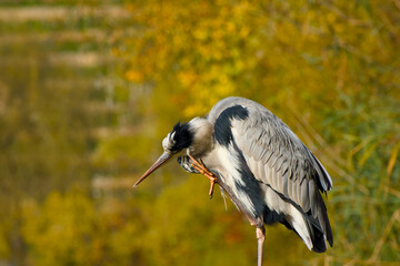 grey heron is scratching its head on the blurred background close-up