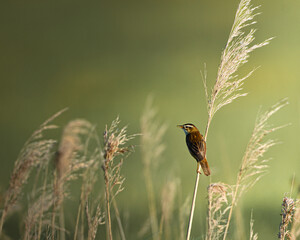 reed warbles on reed