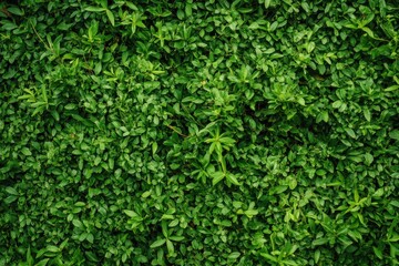 Obraz premium A lovely and uncomplicated green backdrop