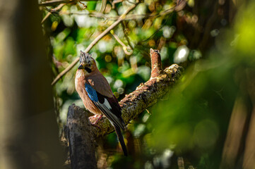 blue jay in the trees