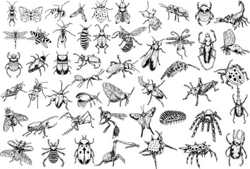 big set of insects, animals, ants, beetles, butterflies and bees many species in old style hand drawn illustrations