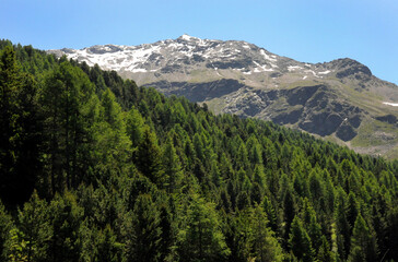 Mountain with snow residues behind the tree-lined part of the same mountain