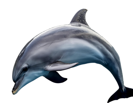Delfin